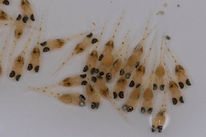 Lamprologus laparogramma 'Namansi'